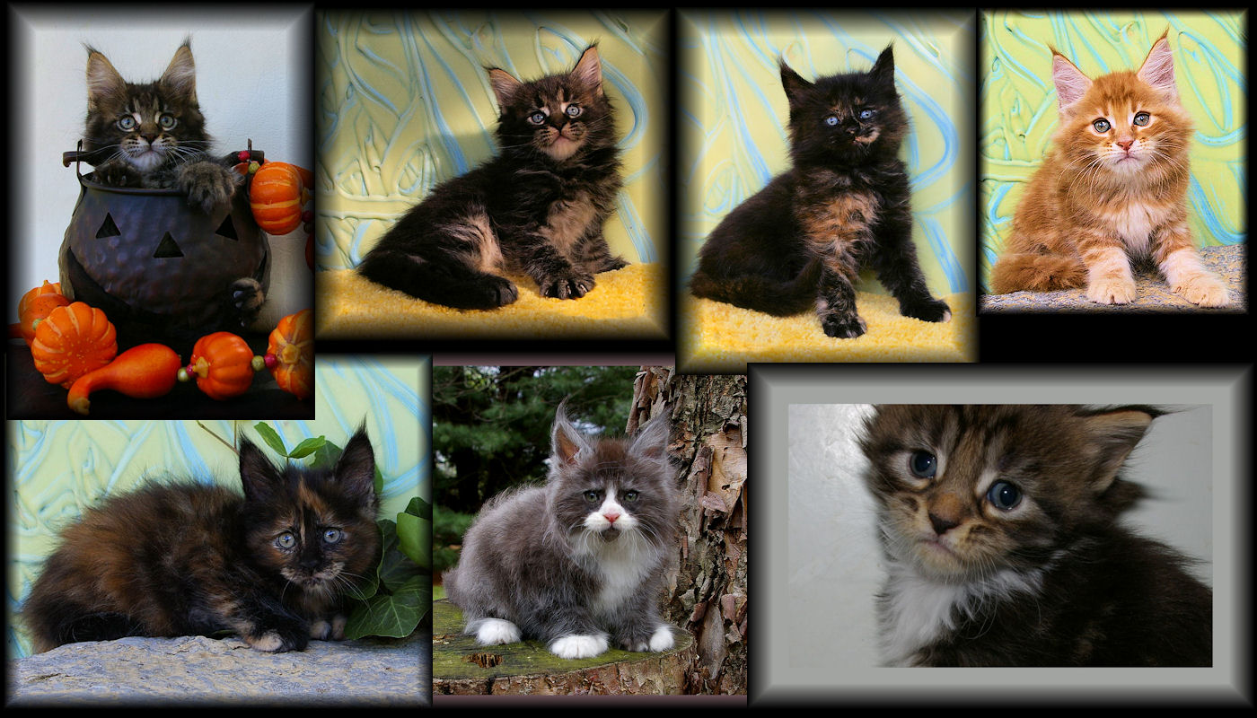 images of congocoon kittens