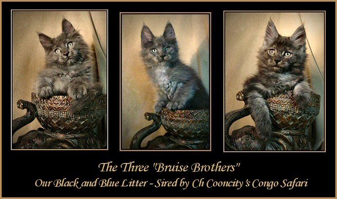 image of three smoke kittens names bruise brothers