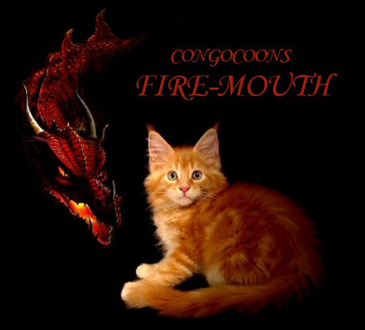 image of a maine coon kitten named firemouth