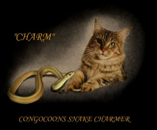 image of a maine coon cat named charm as a snake charmer
