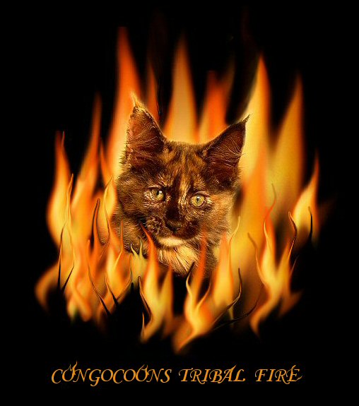Image of a maine coon named tribal fire