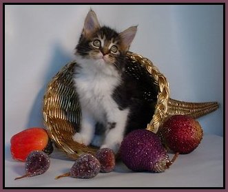 image of a maine coon kitten playing