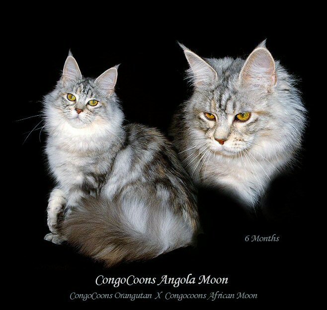 image of a silver maine coon cat