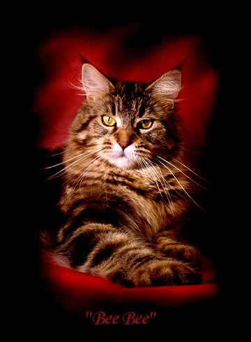 image of a brown tabby maine coon cat named bee