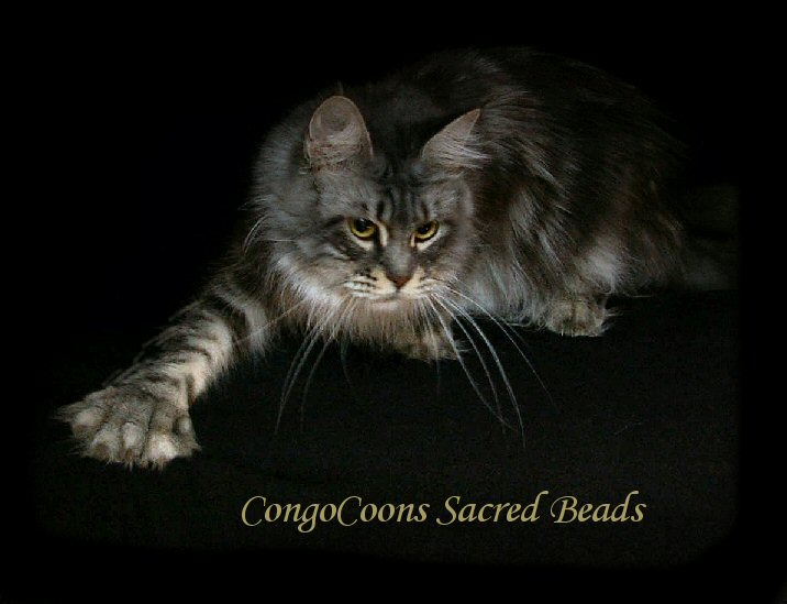 image of a silver poly toed maine coon female cat