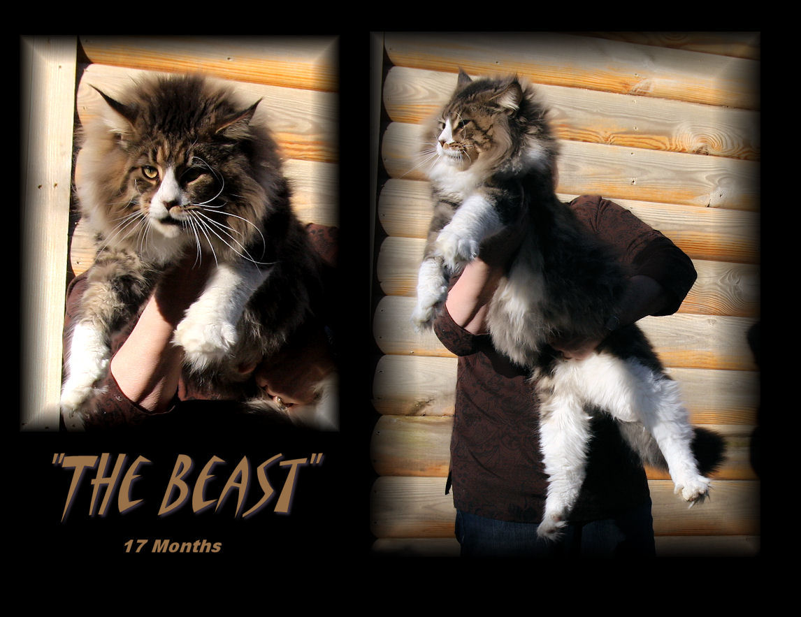 image of a maine coon that is very large