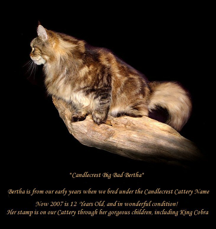 image of a brown maine coon cat from congocoon cattery