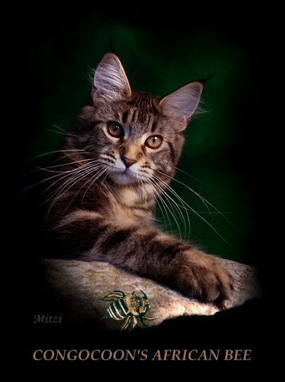 image of a maine coon named bee