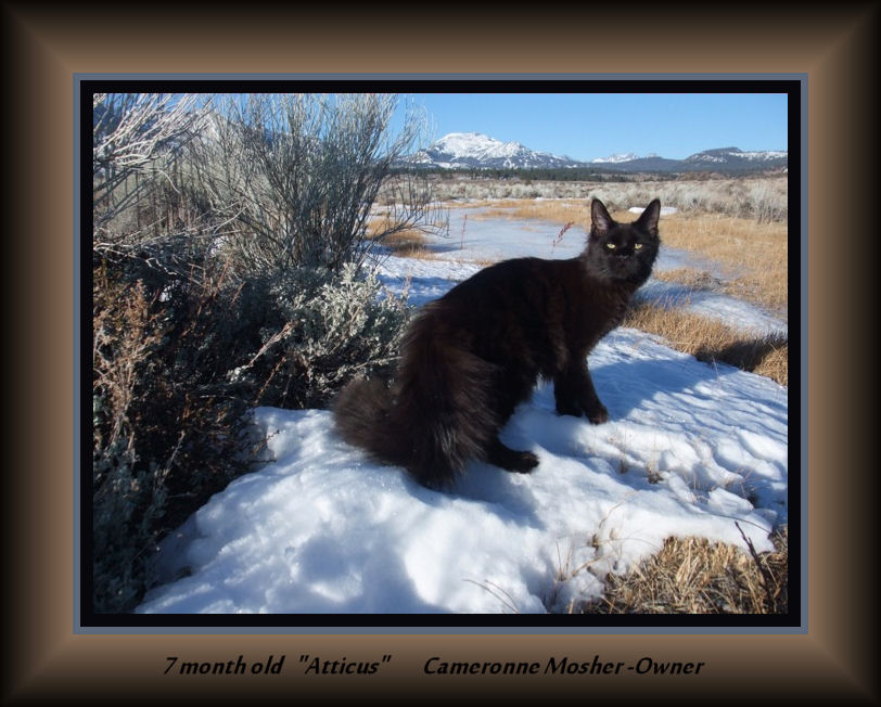 picture of a black maine coon in snow