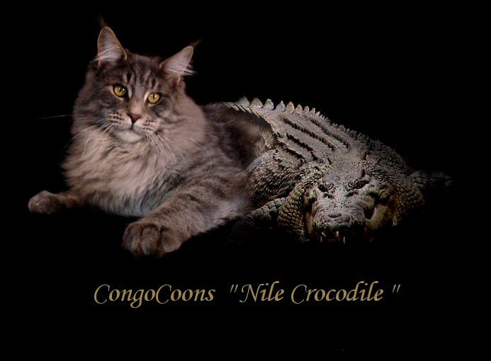 image of a maine coon with crocodile
