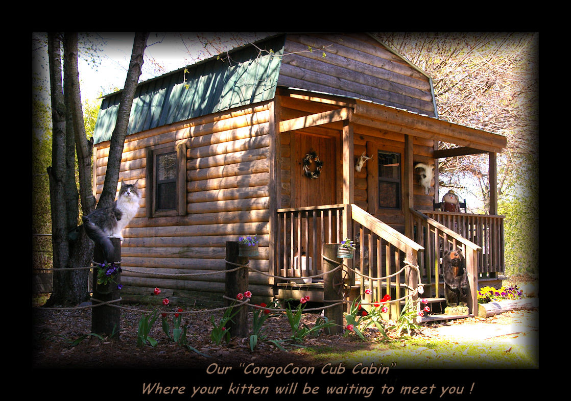image of cabin at congocoon cattery