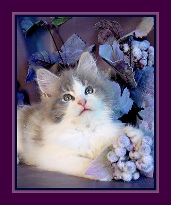 image of a blue and white maine coon kitten with grey flowers