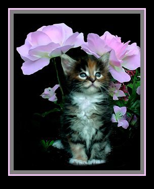 image of a maine coon kitten in flowers