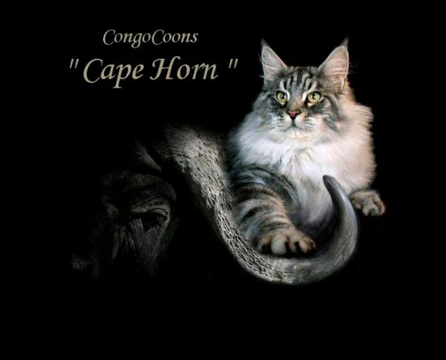 image of a silver tabby male maine coon named horn