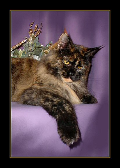 image of a champion maine coon tortie female from congocoon cattery.