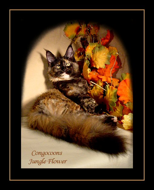 image of a tortie maine coon named flower