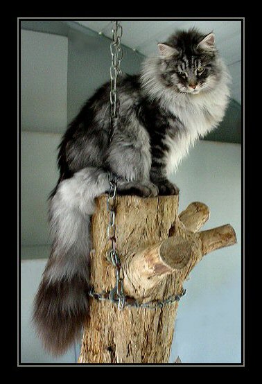 image of a silver tabby maine coon stud cat