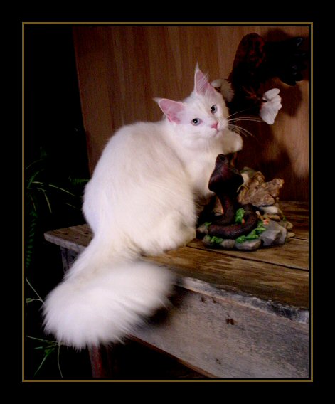 image of a white maine coon