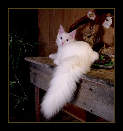 image showing the big tail of a white maine coon kitten