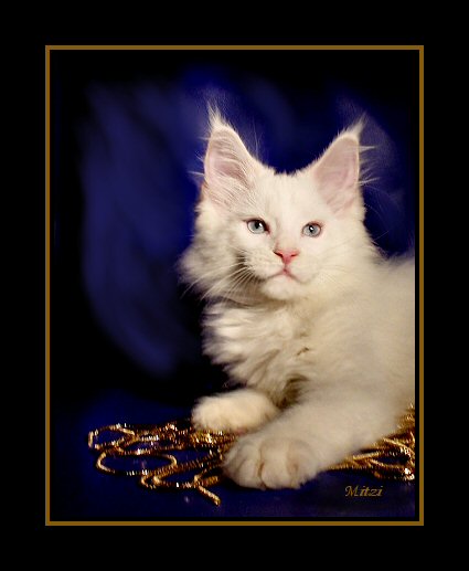 image of a white maine coon with blue eyes