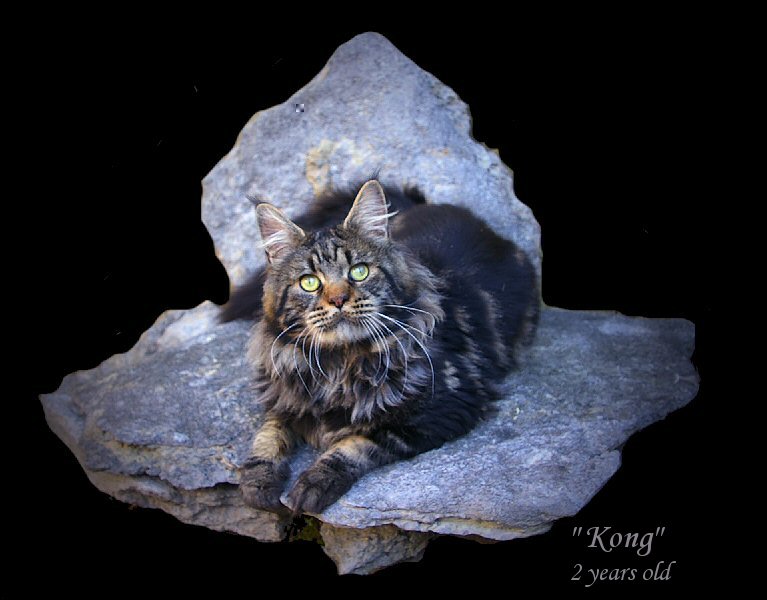 image of a brown tabby champion maine coon cat