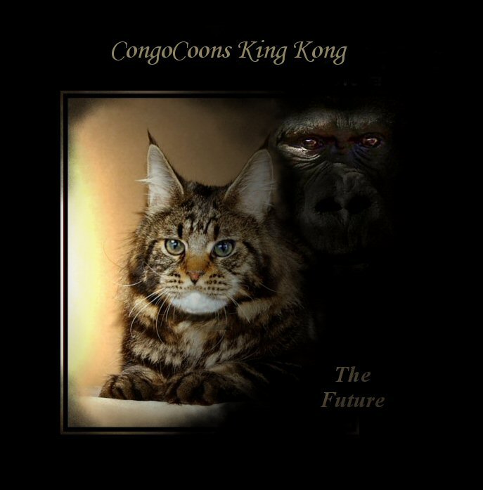 image of a champion maine coon named king kong