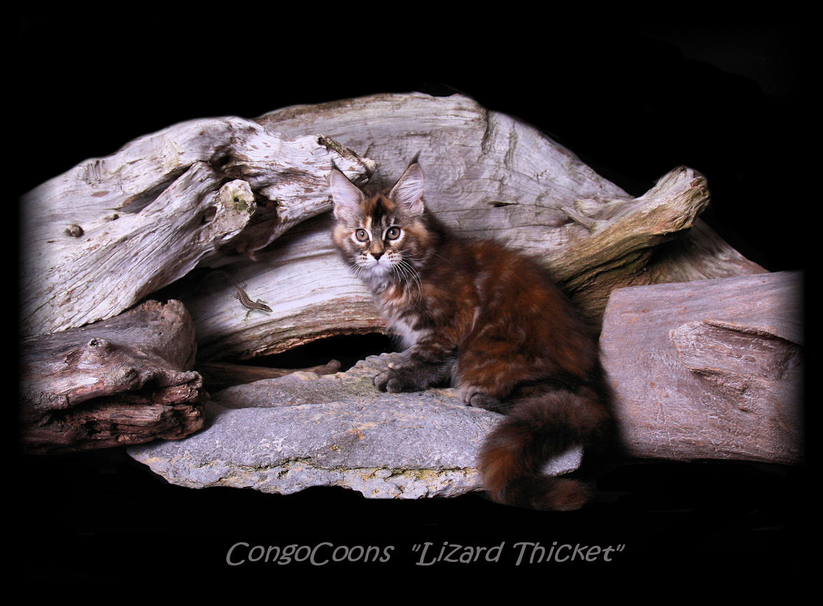 picture of a brown patched cat with lizard on a log