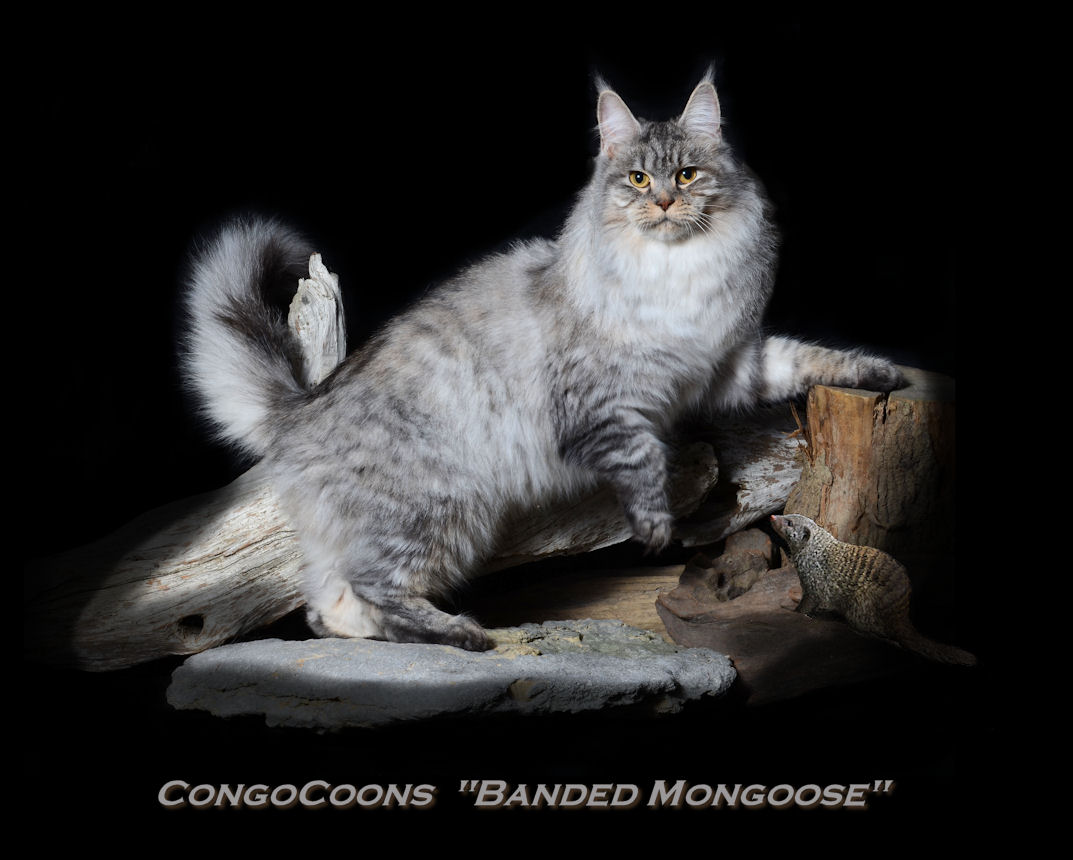 image of a silver tabby maine coon cat with foot up on a stump