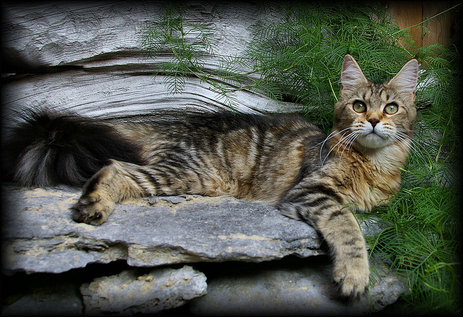 image of a brown tabby maine coon cat named brew