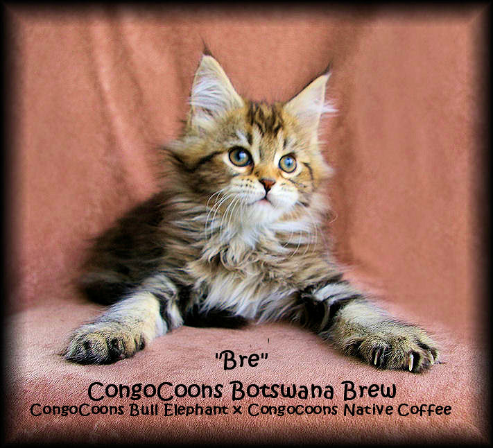 image of a brown tabby baby maine coon cat