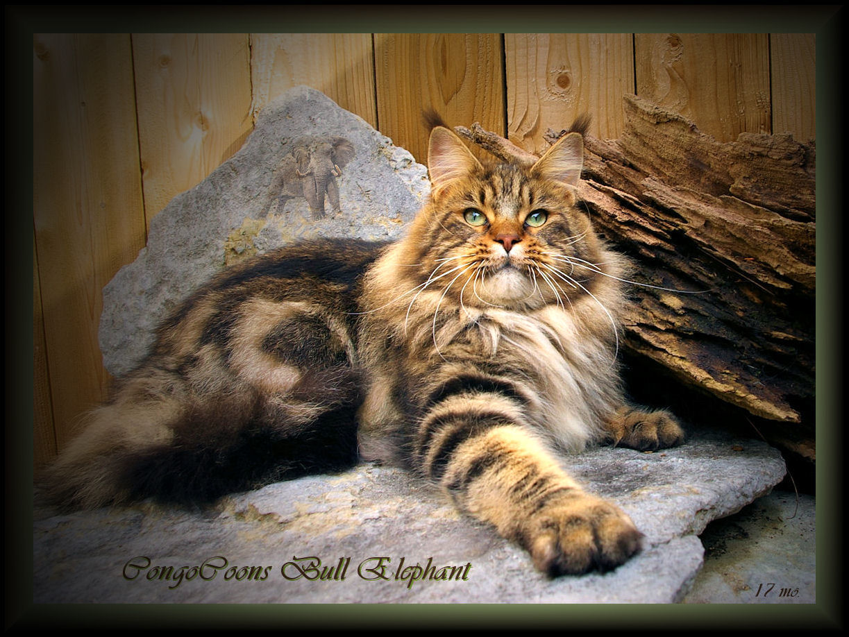 striking photograph of maine coon cat in brown tabby color