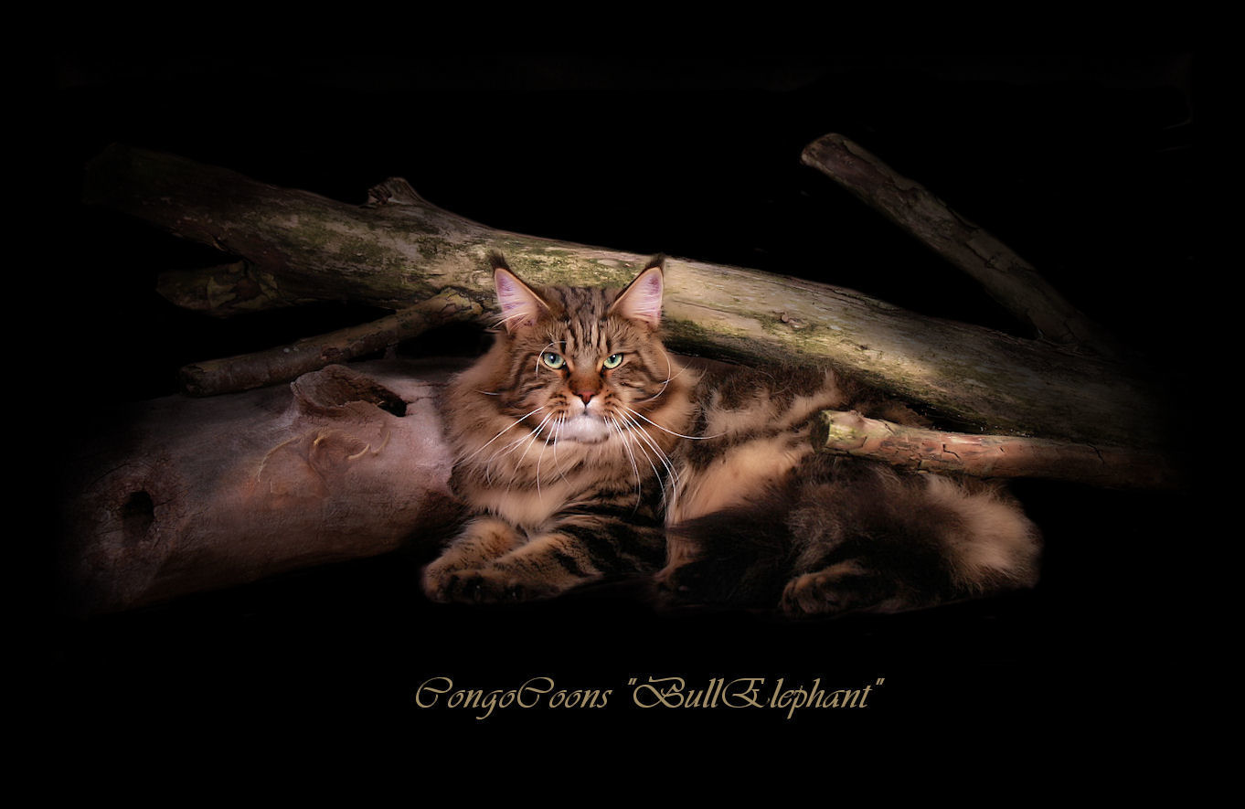 Brown tabby male maine coon laying down
