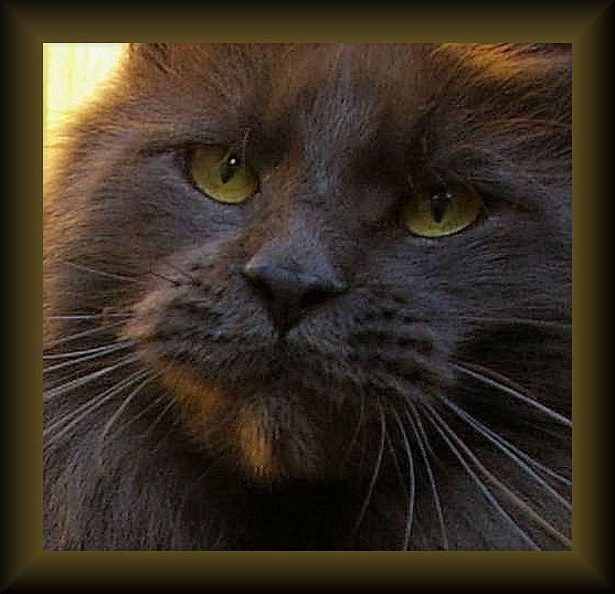 image of a blue smoke poly toed maine coon cat