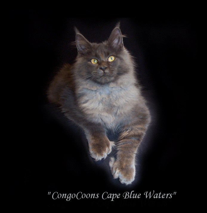 image of a blue smoke maine coon named blue waters