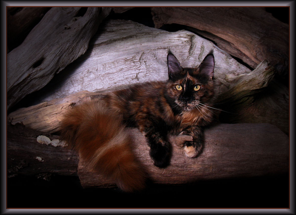 image of a maine coon tortie cat