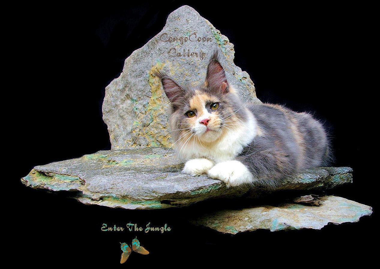 smoke tortie maine coon cat laying on rock
