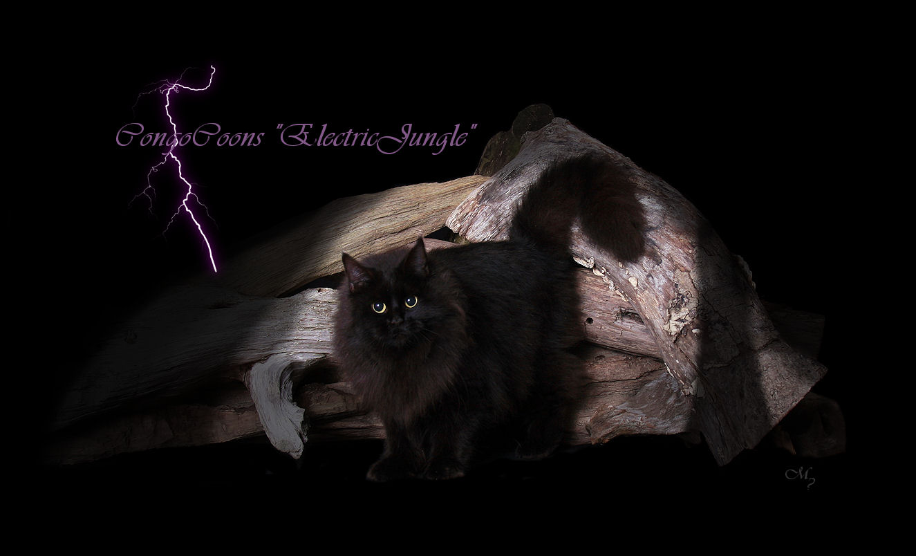image of a solid black maine coon cat with lightening in the background