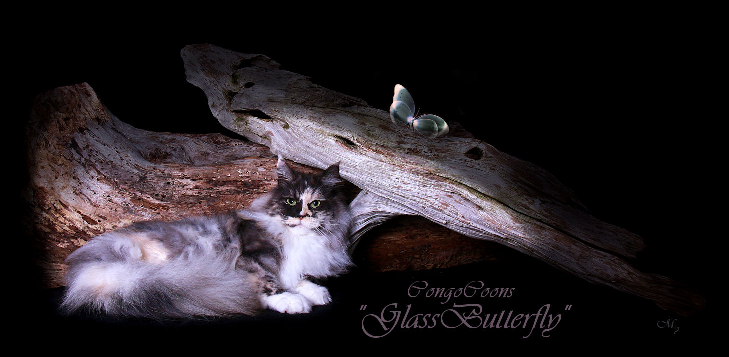 image of a smoke tortie maine coon wth glass butterfly on a log