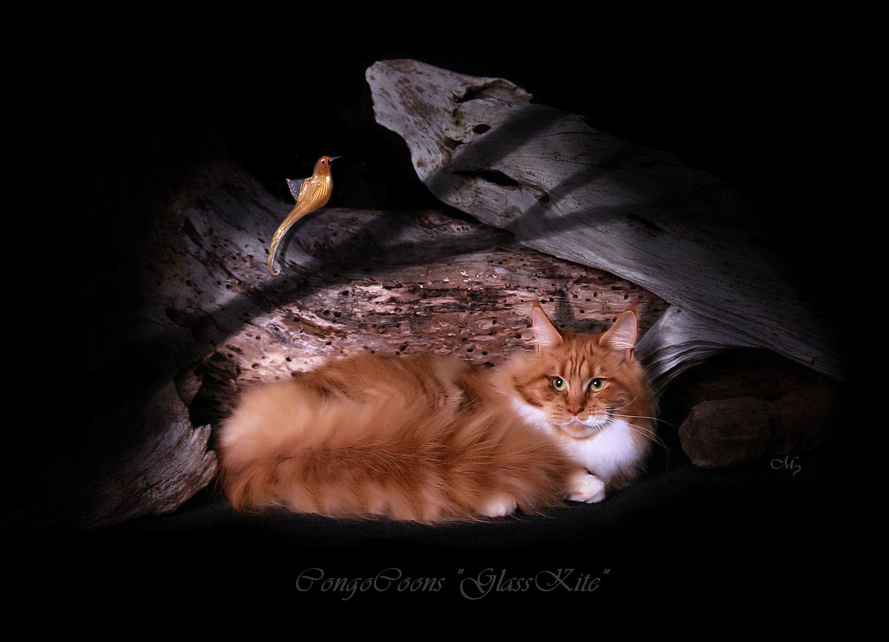 picture of a red tabby and white maine coon laying with a glass bird on a log