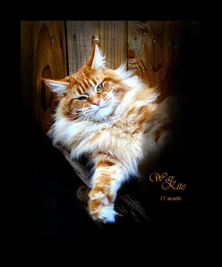 image of a red tabby maine coon with foot stretched out