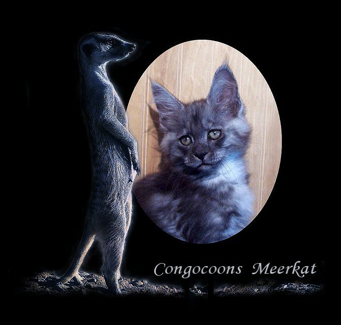 image of a black smoke female maine coon from congocoon cattery
