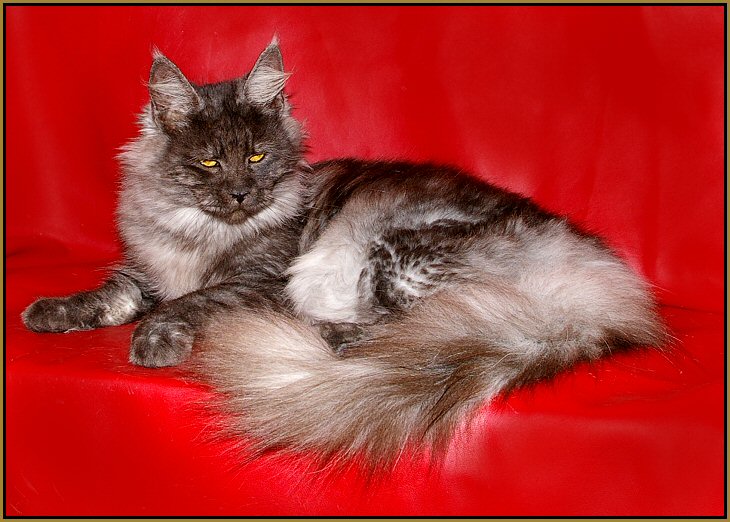 image of a black smoke maine coon cat