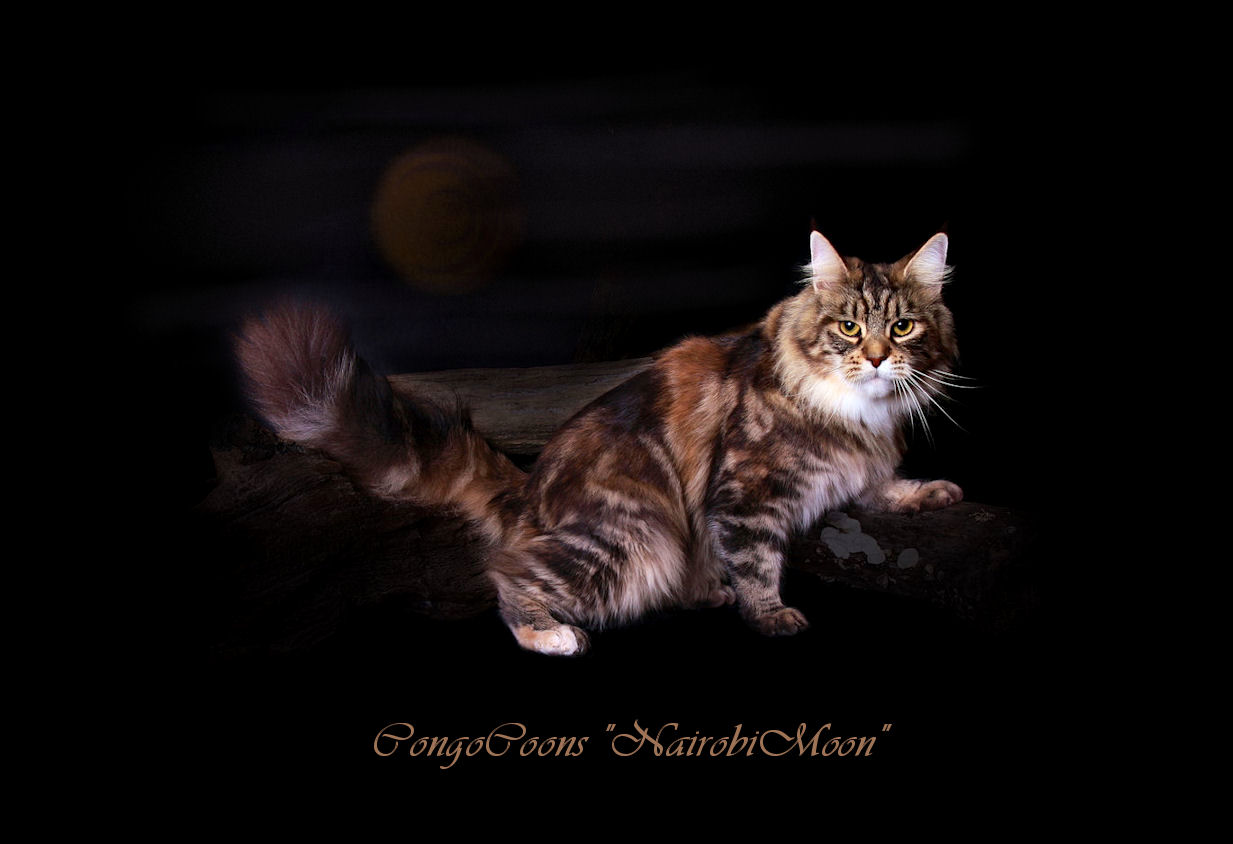 picture of a brown patched female maine coon cat