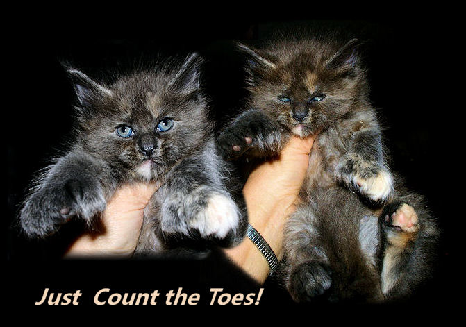 maine coon poly toed kitten showing off big feet