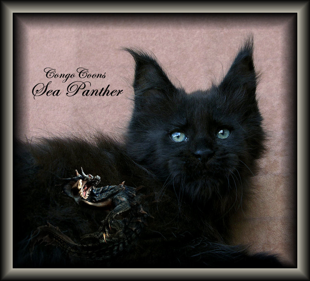 picture of a solid black maine coon kitten soon to be a stud cat at congocoon cattery