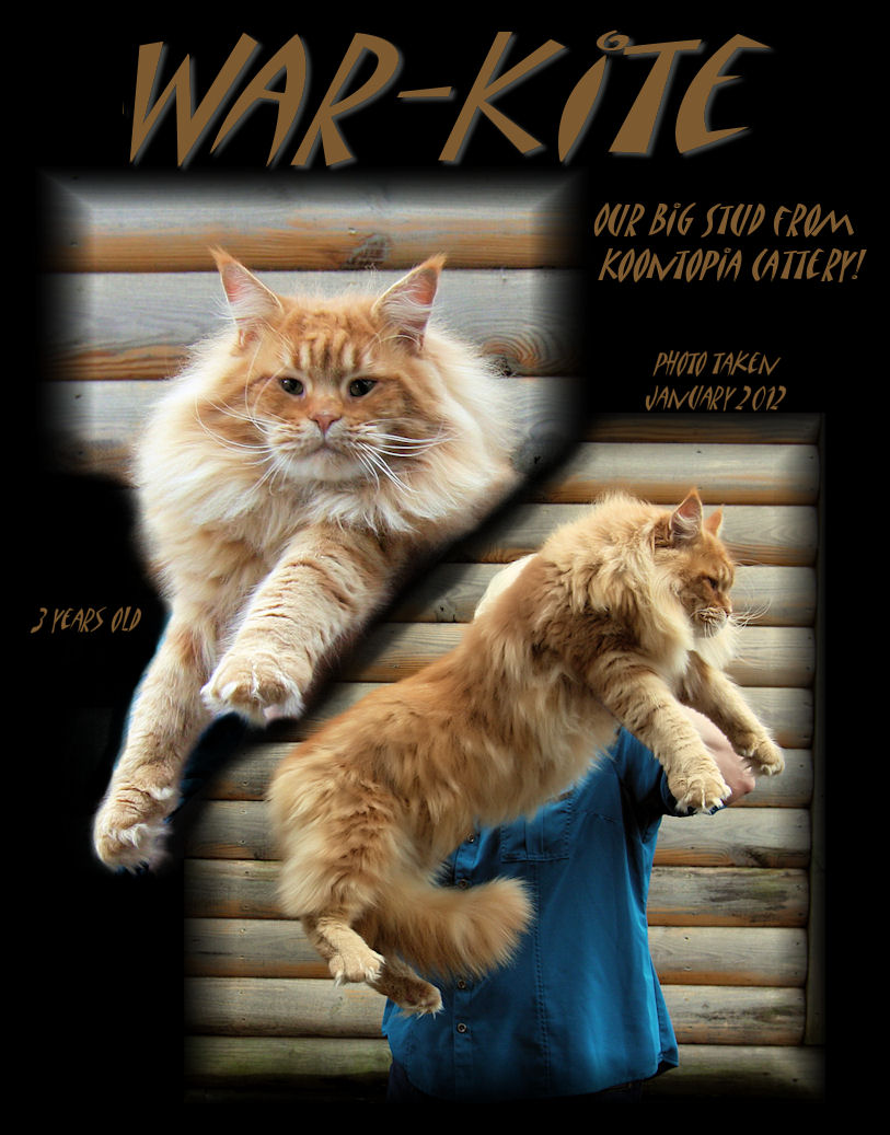 image of a maine coon stud cat that is a red tabby