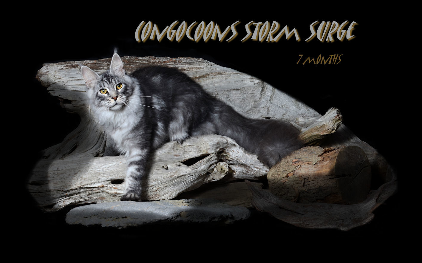 Silver Tabby Male Maine Coon in Photograph