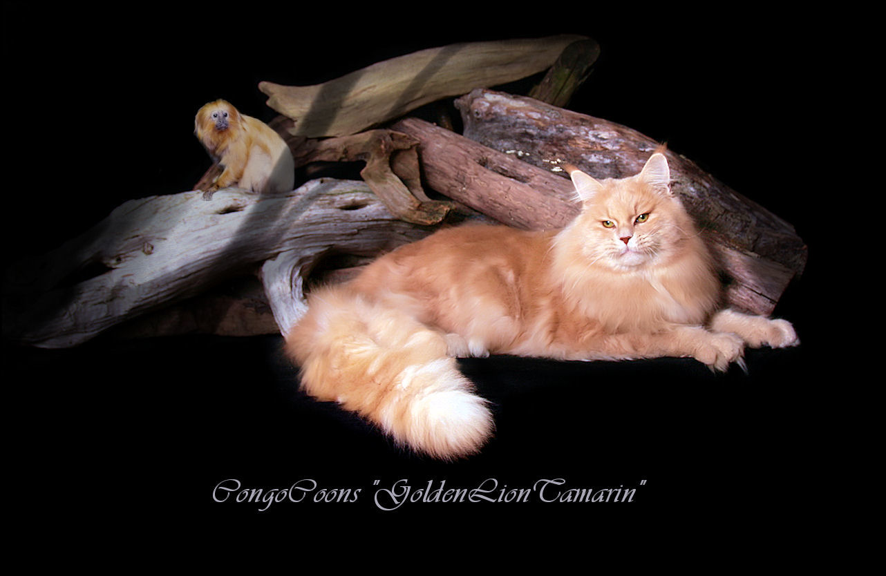 image of a cream tabby maine coon cat laying in front of a log