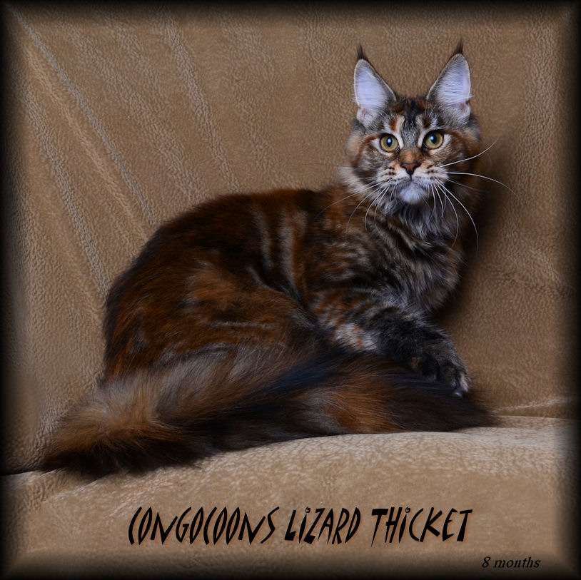 image of a maine coon female cat named lizard thicket