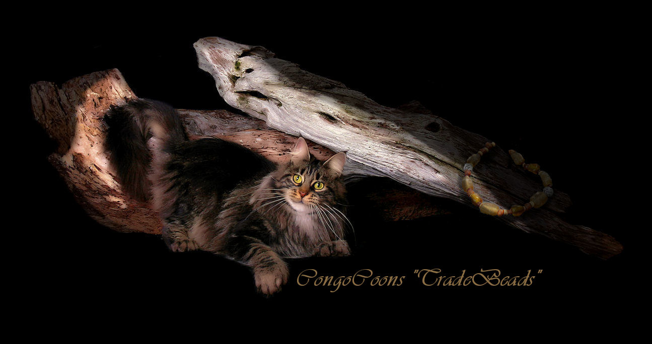 picture of a brown tabby maine coon cat with poly feet and beads on a log
